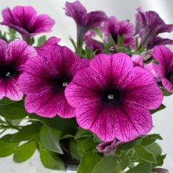 Petunie 'Sweetunia® Burgundy Gem' Rosa Geadert, Hängend, Topf-Ø 13 Cm, 6er-Set -Garten Saat Verkäufe 0613170140 Petunia T13 Burgundy Gem geadert 6er Set 6 122439