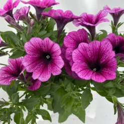 Petunie 'Sweetunia® Burgundy Gem' Rosa Geadert, Hängend, Topf-Ø 13 Cm, 6er-Set -Garten Saat Verkäufe 0613170140 Petunia T13 Burgundy Gem geadert 6er Set 9 122440