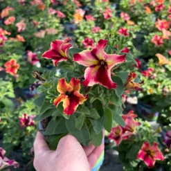 Petunien 'Crazytunia® Mandeville' Rot-gelb, Hängend, Topf-Ø 13 Cm, 6er-Set 13 Petunien 'Crazytunia® Mandeville' Rot-gelb, Hängend, Topf-Ø 13 Cm, 6er-Set -Garten Saat Verkäufe 0613170181 Petunia T13 Crazytunia Mandeville 6er Set 3 123563