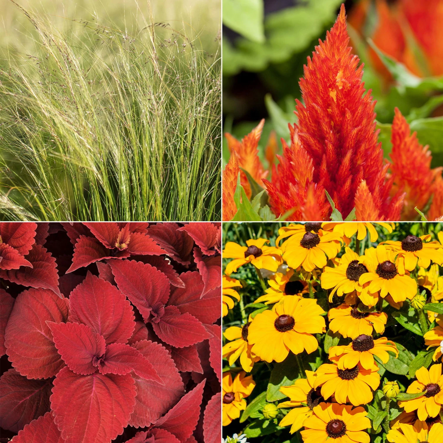 Pflanzenset 'Spätsommer-Gold' Gelb-orange, Topf-Ø 12 Cm, 4er-Set 4 Pflanzenset 'Spätsommer-Gold' Gelb-orange, Topf-Ø 12 Cm, 4er-Set – Bild 2