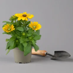 Pflanzenset 'Spätsommer-Gold' Gelb-orange, Topf-Ø 12 Cm, 4er-Set 33 Pflanzenset 'Spätsommer-Gold' Gelb-orange, Topf-Ø 12 Cm, 4er-Set -Garten Saat Verkäufe 0615400008 KB Spaetsommer Gold T12 4erSet orange gelb 11 126541