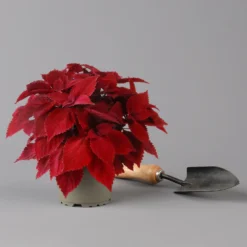 Pflanzenset 'Spätsommer-Gold' Gelb-orange, Topf-Ø 12 Cm, 4er-Set 27 Pflanzenset 'Spätsommer-Gold' Gelb-orange, Topf-Ø 12 Cm, 4er-Set -Garten Saat Verkäufe 0615400008 KB Spaetsommer Gold T12 4erSet orange gelb 12 126540