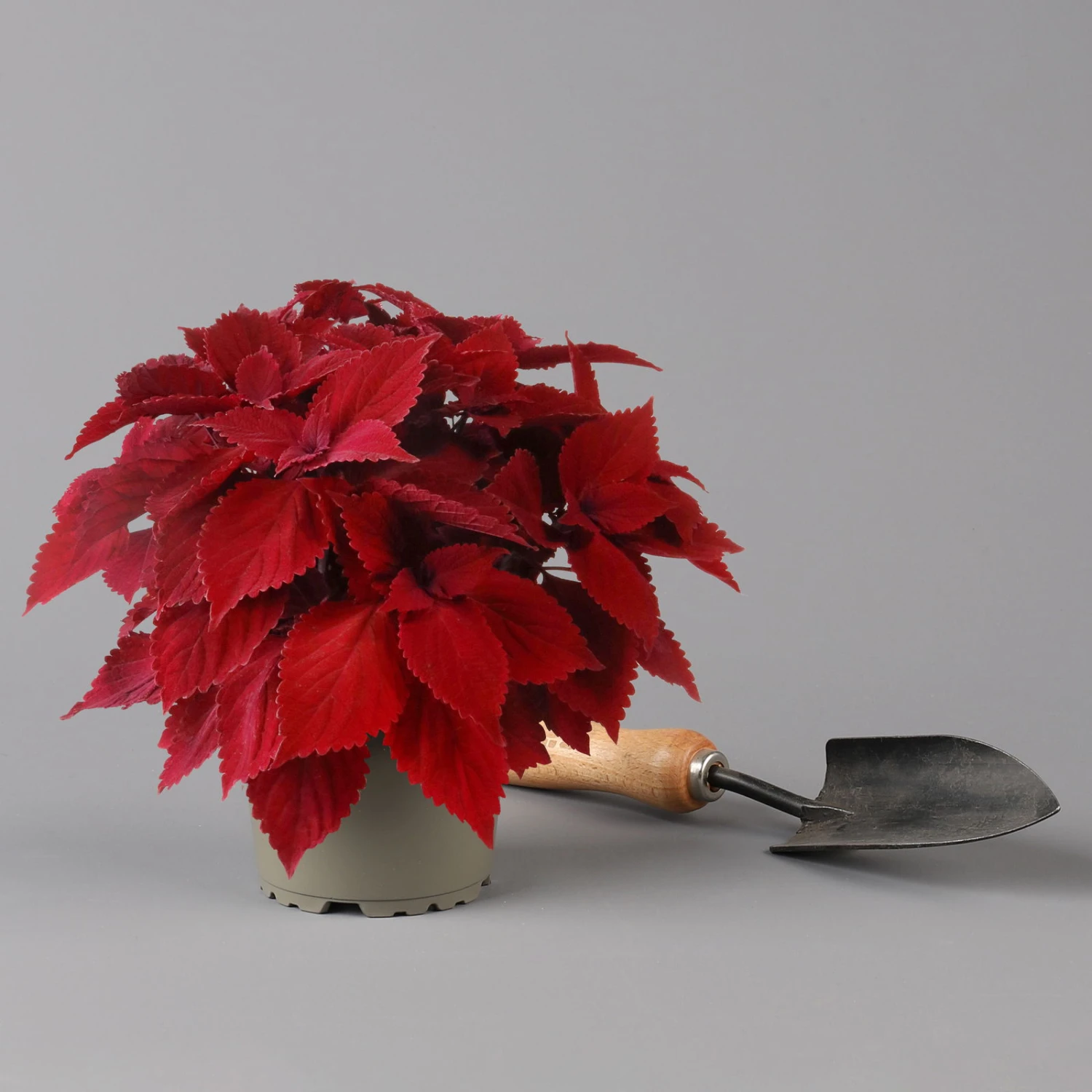 Pflanzenset 'Spätsommer-Gold' Gelb-orange, Topf-Ø 12 Cm, 4er-Set 9 Pflanzenset 'Spätsommer-Gold' Gelb-orange, Topf-Ø 12 Cm, 4er-Set – Bild 7