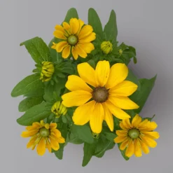 Pflanzenset 'Spätsommer-Gold' Gelb-orange, Topf-Ø 12 Cm, 4er-Set 34 Pflanzenset 'Spätsommer-Gold' Gelb-orange, Topf-Ø 12 Cm, 4er-Set -Garten Saat Verkäufe 0615400008 KB Spaetsommer Gold T12 4erSet orange gelb 14 126542