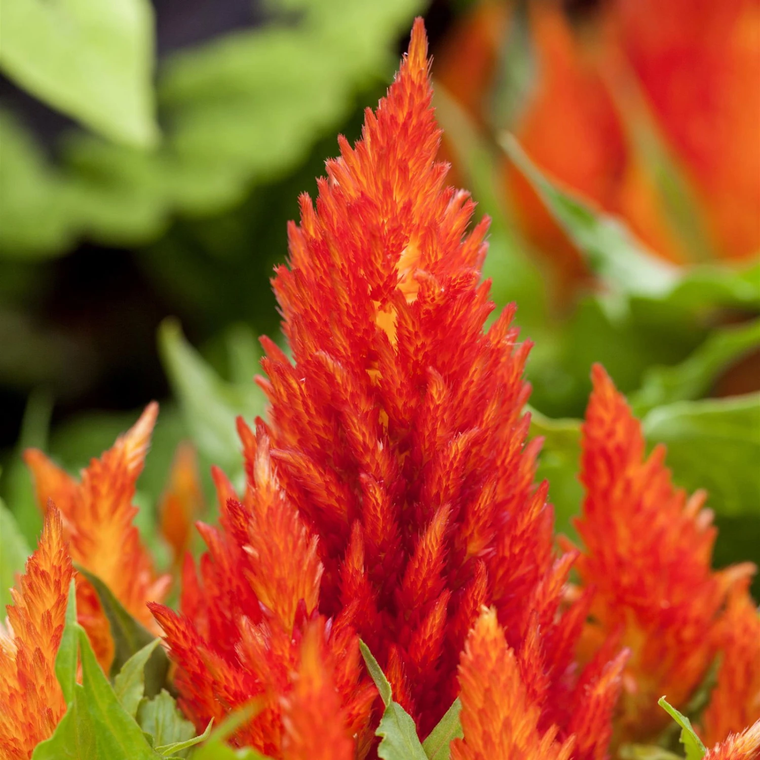 Pflanzenset 'Spätsommer-Gold' Gelb-orange, Topf-Ø 12 Cm, 4er-Set 7 Pflanzenset 'Spätsommer-Gold' Gelb-orange, Topf-Ø 12 Cm, 4er-Set – Bild 5