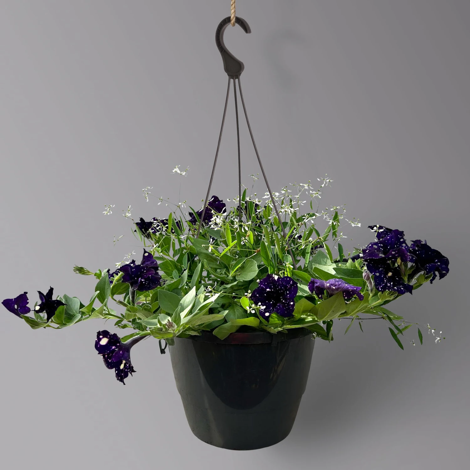 Petunie 'Mystery Sky' & Schneewolke Dunkelblau-weiß, Ampeltopf-Ø 25/27 Cm 3 Petunie 'Mystery Sky' & Schneewolke Dunkelblau-weiß, Ampeltopf-Ø 25/27 Cm