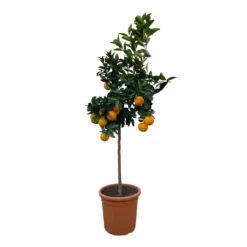 Orangenbaum, Stamm, Topf-Ø Ca. 22 Cm, Höhe Ca. 70 Cm -Garten Saat Verkäufe 0630100030 KB Citrus sinensis Stamm T33 11 104310 1