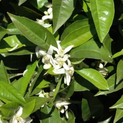 Orangenbaum, Kurz-Stamm, Topf-Ø Ca. 26 Cm -Garten Saat Verkäufe 0630100030 KB Citrus sinensis Stamm T33 1 88065