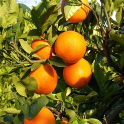 Orangenbaum, Kurz-Stamm, Topf-Ø Ca. 26 Cm -Garten Saat Verkäufe 0630100030 KB Citrus sinensis Stamm T33 3 88064