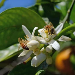 Orangenbaum, Kurz-Stamm, Topf-Ø Ca. 26 Cm -Garten Saat Verkäufe 0630100030 KB Citrus sinensis Stamm T33 4 87842