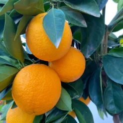 Orangenbaum, Kurz-Stamm, Topf-Ø Ca. 26 Cm -Garten Saat Verkäufe 0630100030 KB Citrus sinensis Stamm T33 6 104198