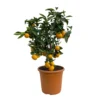 Clementine, Stamm, Topf-Ø Ca. 22 Cm, Höhe Ca. 70 - 80 Cm 2 Clementine, Stamm, Topf-Ø Ca. 22 Cm, Höhe Ca. 70 - 80 Cm -Garten Saat Verkäufe 0630100133 KB Citrus clementina Stamm T22 1 104312
