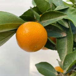 Clementine, Stamm, Topf-Ø Ca. 22 Cm, Höhe Ca. 70 - 80 Cm -Garten Saat Verkäufe 0630100133 KB Citrus clementina Stamm T22 6 104205