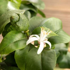 Zitronenbaum, Stamm, Topf-Ø 22 Cm, Höhe Ca. 70 Cm -Garten Saat Verkäufe 0630100481 Citrus limon Bluete GS624989 Citrus limon 77068