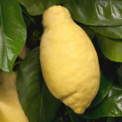 Zitronenbaum, Stamm, Topf-Ø 22 Cm, Höhe Ca. 70 Cm -Garten Saat Verkäufe 0630100481 Citrus limon Frucht am Zweig GS426522 Citrus limon 77067