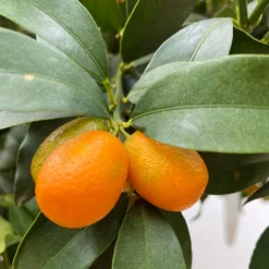 Kumquat, Kurz-Stamm, Topf-Ø 26 Cm -Garten Saat Verkäufe 0630100530 KB Citrus fort marg Stamm T33 Kumquat 3 90765