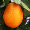 Kumquat-Clementine 'Kucle', Ministamm, Topf-Ø 15 Cm, Höhe Ca. 40 Cm -Garten Saat Verkäufe 0630100665 KB Citrus Spalier T15 Kucle farbiger Topf H40 1 78896
