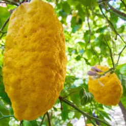 Zitronatzitrone 'Maxima', Stamm, Topf-Ø 33 Cm, Höhe 150 Cm