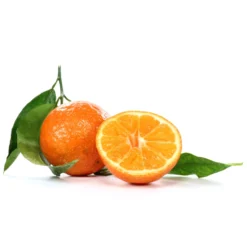 Clementine, Stamm, Topf-Ø Ca. 22 Cm, Höhe Ca. 70 - 80 Cm -Garten Saat Verkäufe 0630100712 0630100713 KB Citrus clementina Stamm WS 98317