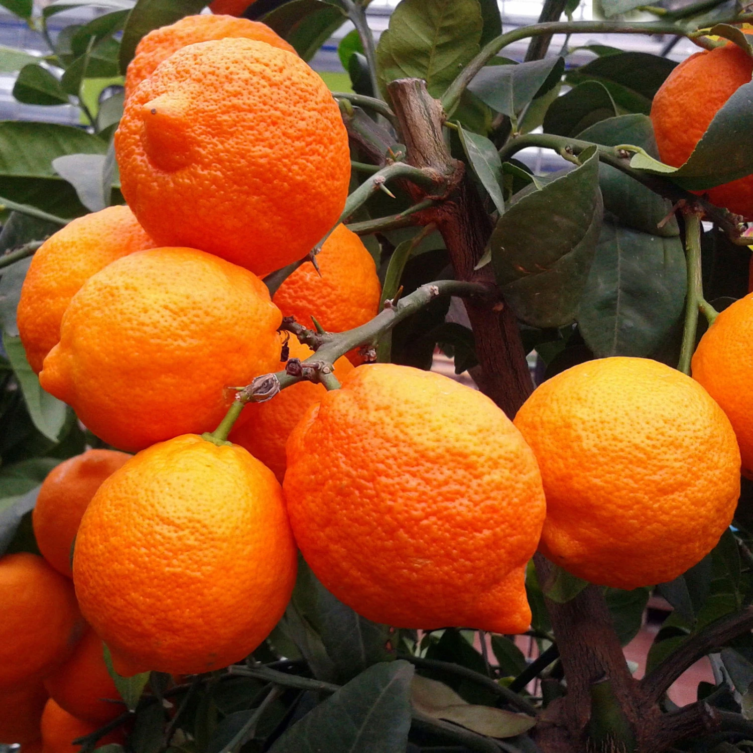 Zitronenbaum 'Rosso', Mini-Stamm, Topf-Ø 15 Cm, Höhe Ca. 40 Cm 7 Zitronenbaum 'Rosso', Mini-Stamm, Topf-Ø 15 Cm, Höhe Ca. 40 Cm – Bild 5