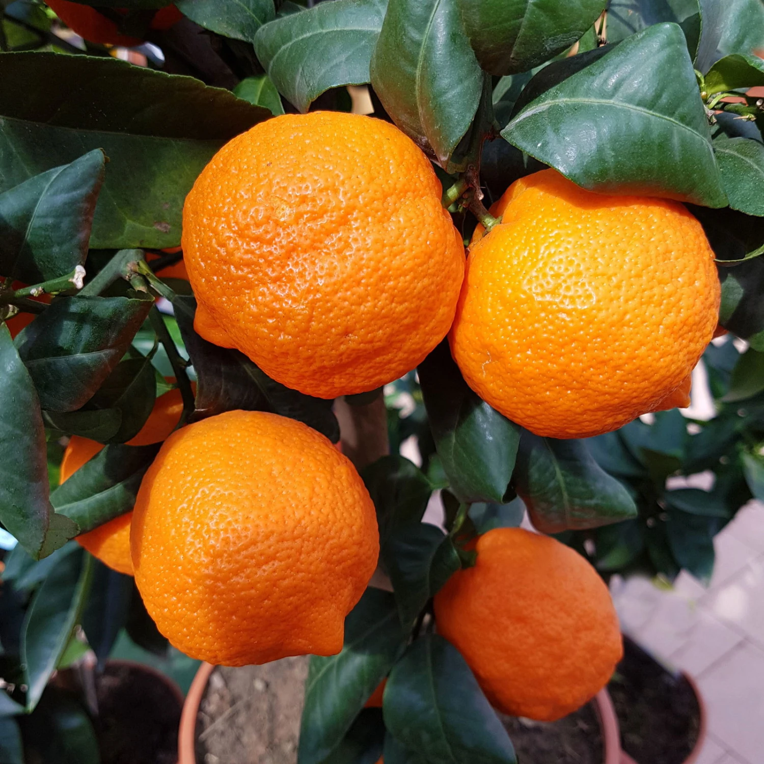 Zitronenbaum 'Rosso', Mini-Stamm, Topf-Ø 15 Cm, Höhe Ca. 40 Cm 6 Zitronenbaum 'Rosso', Mini-Stamm, Topf-Ø 15 Cm, Höhe Ca. 40 Cm – Bild 4