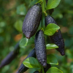 Fingerlimette, Topf-Ø 20 Cm, Höhe Ca.60 Cm