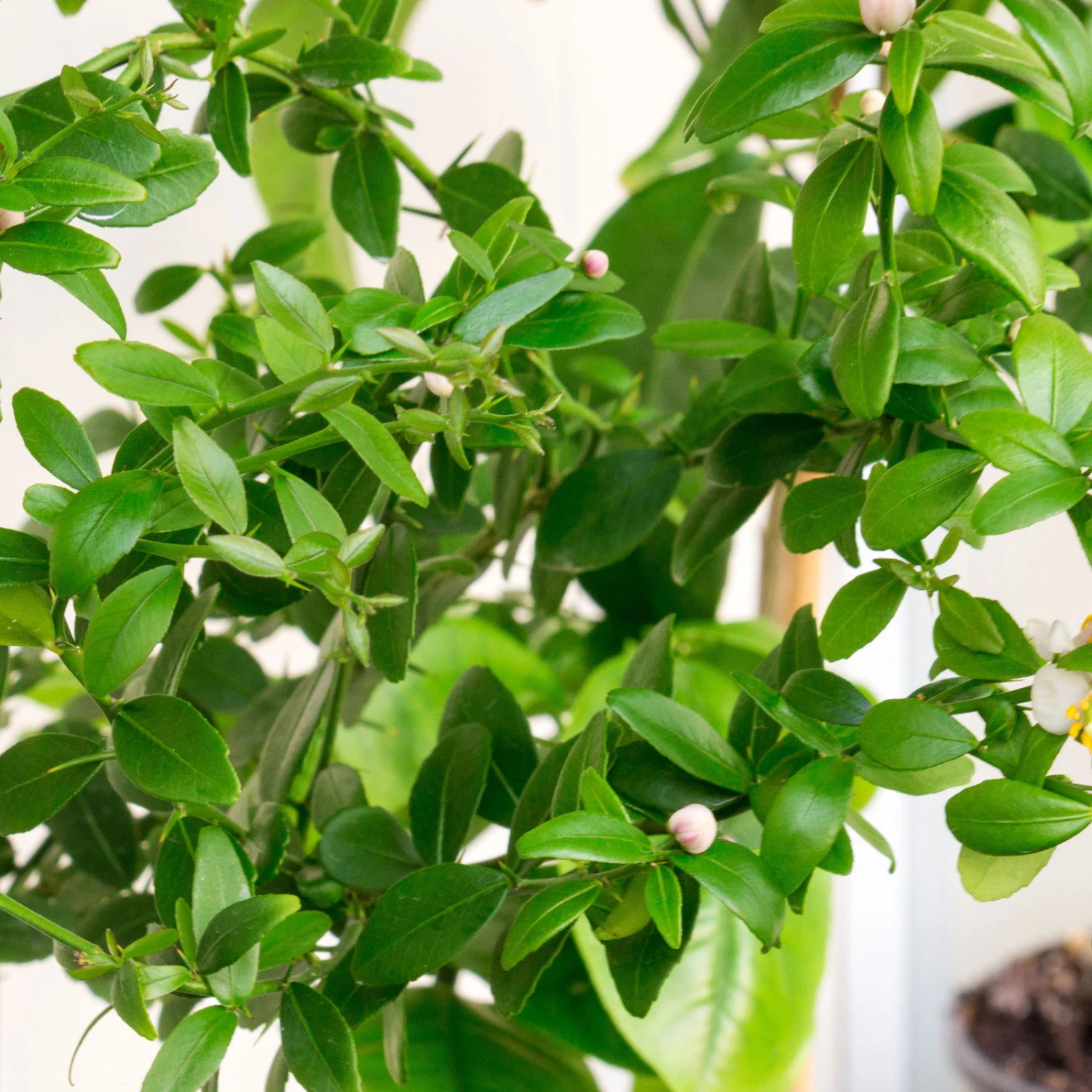 Fingerlimette, Topf-Ø 20 Cm, Höhe Ca.60 Cm 4 Fingerlimette, Topf-Ø 20 Cm, Höhe Ca.60 Cm – Bild 2