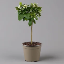 Zitrone 'Rosso', Stamm, Topf-Ø 20 Cm, Höhe Ca. 70 Cm -Garten Saat Verkäufe 0630200006 Citrus limon Stamm 20 3162Giambo Rosso H60 2 125600