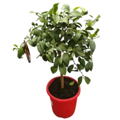 Zitrone 'Rosso', Stamm, Topf-Ø 20 Cm, Höhe Ca. 70 Cm -Garten Saat Verkäufe 0630200006 Citrus limon Stamm T20 H60 80 Rosso 2 79069