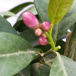 Zitrone 'Rosso', Stamm, Topf-Ø 20 Cm, Höhe Ca. 70 Cm -Garten Saat Verkäufe 0630200006 Citrus limon Stamm T20 H60 80 Rosso 4 78899 1