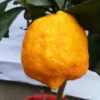 Zitrone 'Rosso', Topf-Ø 22 Cm 1 Zitrone 'Rosso', Topf-Ø 22 Cm -Garten Saat Verkäufe 0630200006 Citrus limon Stamm T20 H60 80 Rosso 5 78898