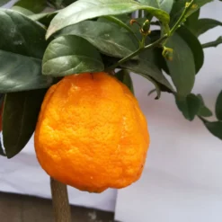 Zitrone 'Rosso', Stamm, Topf-Ø 20 Cm, Höhe Ca. 70 Cm -Garten Saat Verkäufe 0630200006 Citrus limon Stamm T20 H60 80 Rosso 6 78897 1