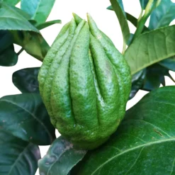 Zitronatzitronenbaum 'Buddhas Hand', Stamm, Topf-Ø 35 Cm 9 Zitronatzitronenbaum 'Buddhas Hand', Stamm, Topf-Ø 35 Cm -Garten Saat Verkäufe 0630200016 Citrus limon Stamm T20 Buddhas Hand 11 93359
