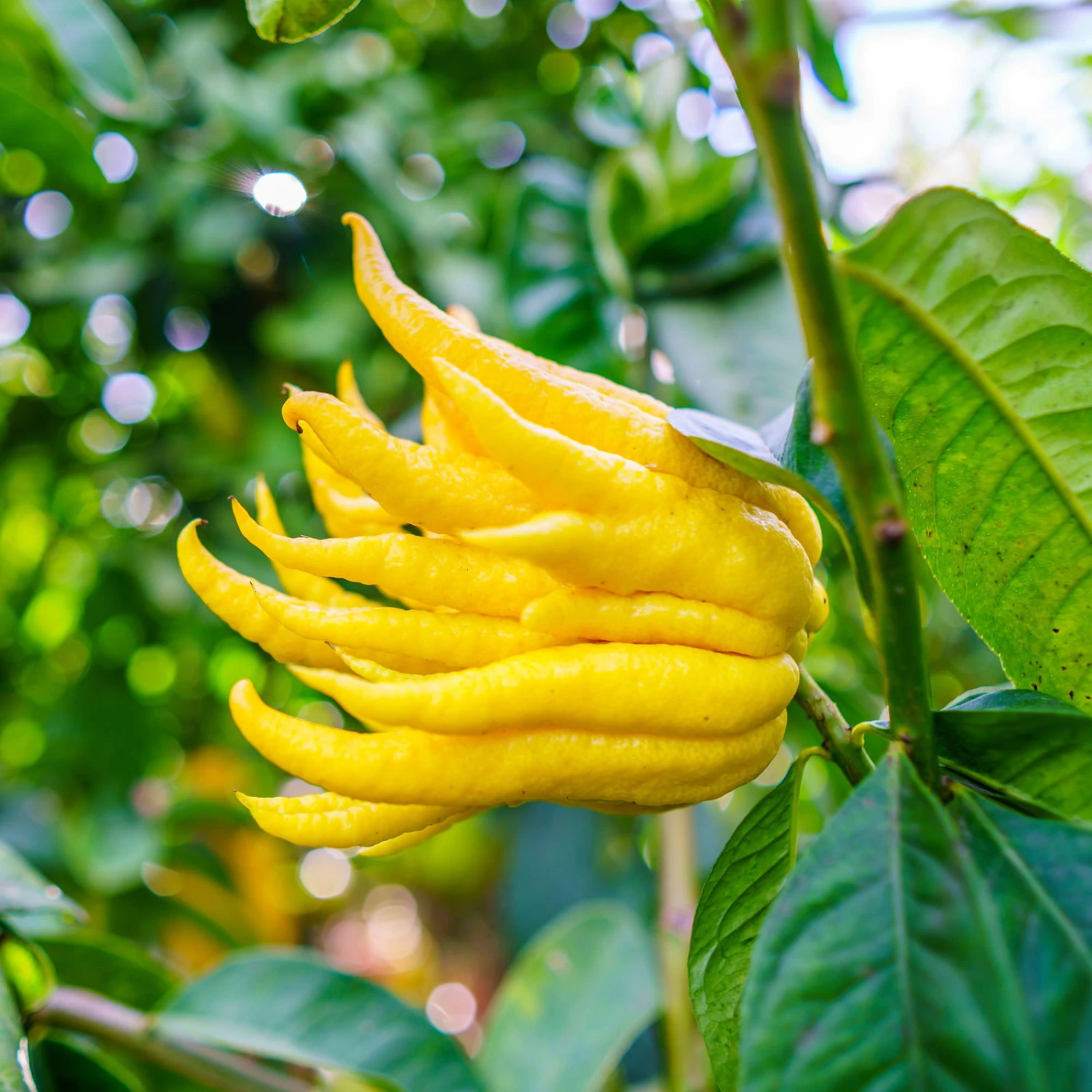 Zitronatzitronenbaum 'Buddhas Hand', Stamm, Topf-Ø 35 Cm 3 Zitronatzitronenbaum 'Buddhas Hand', Stamm, Topf-Ø 35 Cm
