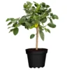 Echter Limettenbaum, Stamm, Topf-Ø 20 Cm, Höhe Ca. 60 Cm 1 Echter Limettenbaum, Stamm, Topf-Ø 20 Cm, Höhe Ca. 60 Cm -Garten Saat Verkäufe 0630300012 Citrus aurantifolia Stamm T20 gruene Limette 1 114791