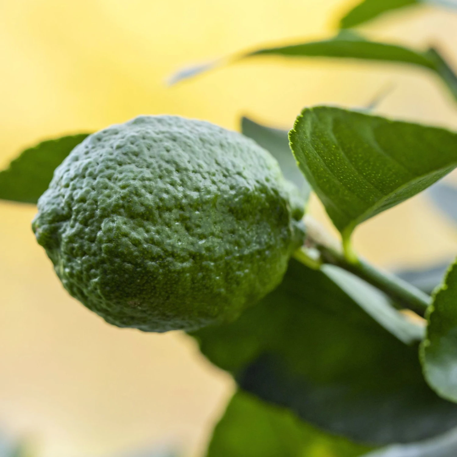 Echter Limettenbaum, Stamm, Topf-Ø 20 Cm, Höhe Ca. 60 Cm 4 Echter Limettenbaum, Stamm, Topf-Ø 20 Cm, Höhe Ca. 60 Cm – Bild 2