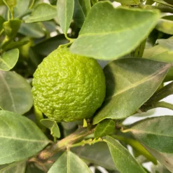 Römische Limette, Stamm, Topf-Ø 20 Cm, Höhe Ca. 70 Cm