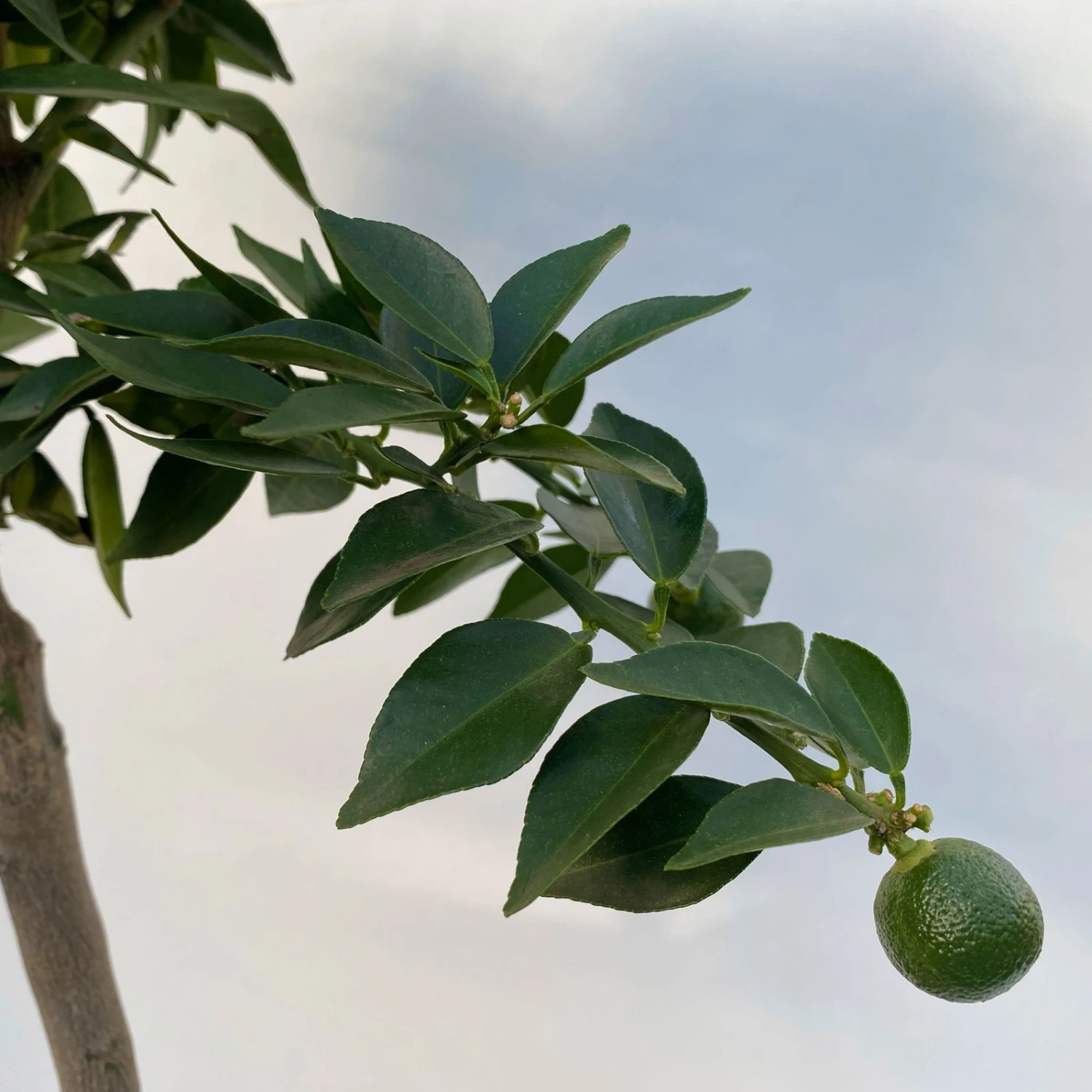 Citrus Myrtifolia, Stamm, Topf-Ø 22 Cm, Höhe Ca. 70 Cm 5 Citrus Myrtifolia, Stamm, Topf-Ø 22 Cm, Höhe Ca. 70 Cm – Bild 3