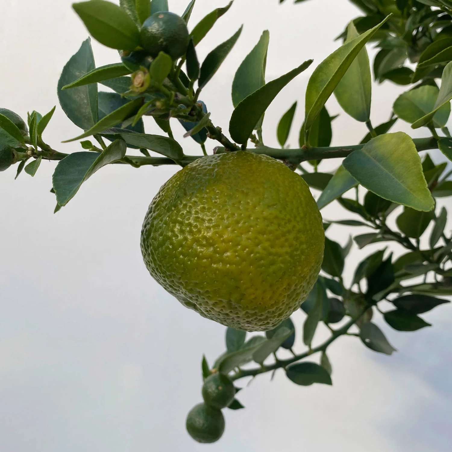 Citrus Myrtifolia, Stamm, Topf-Ø 22 Cm, Höhe Ca. 70 Cm 4 Citrus Myrtifolia, Stamm, Topf-Ø 22 Cm, Höhe Ca. 70 Cm – Bild 2