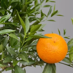 Mandarinenbaum, Stamm, Topf-Ø Ca. 20 Cm, Höhe Ca. 70 Cm -Garten Saat Verkäufe 0630400012 Citrus reticulata Stamm T20 3162 H70 1 125613