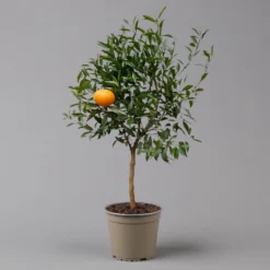 Mandarinenbaum, Stamm, Topf-Ø Ca. 20 Cm, Höhe Ca. 70 Cm -Garten Saat Verkäufe 0630400012 Citrus reticulata Stamm T20 3162 H70 3 125615