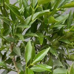 Mandarinenbaum, Stamm, Topf-Ø Ca. 20 Cm, Höhe Ca. 70 Cm -Garten Saat Verkäufe 0630400012 Citrus reticulata Stamm T20 3162 H70 4 125614