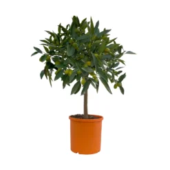 Kumquat, Stämmchen, Topf-Ø 20 Cm, Höhe Ca. 60-70 Cm -Garten Saat Verkäufe 0630400015 Citrus fort margarita Stamm T20 2 104336