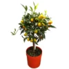 Kumquat, Stämmchen, Topf-Ø 20 Cm, Höhe Ca. 60-70 Cm 1 Kumquat, Stämmchen, Topf-Ø 20 Cm, Höhe Ca. 60-70 Cm -Garten Saat Verkäufe 0630400015 Citrus fort margarita Stamm T20 H60 70 Kumquat farbiger Topf 2 79071
