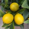 Kumquat, Stamm, Topf-Ø 19 Cm, Höhe 60 Cm -Garten Saat Verkäufe 0630400015 Citrus fort margarita Stamm T20 H60 70 Kumquat farbiger Topf 7 78902 3