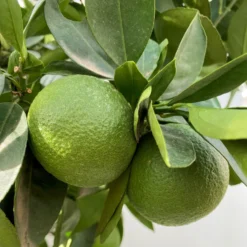 Orangenbaum, Kurz-Stamm, Topf-Ø Ca. 26 Cm -Garten Saat Verkäufe 0630400049 Citrus sinensis Busch T26 3 104290