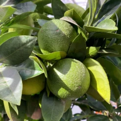 Orangenbaum, Kurz-Stamm, Topf-Ø Ca. 26 Cm -Garten Saat Verkäufe 0630400049 Citrus sinensis Busch T26 4 104289