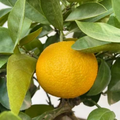 Orangenbaum, Kurz-Stamm, Topf-Ø Ca. 26 Cm -Garten Saat Verkäufe 0630400049 Citrus sinensis Busch T26 9 104287