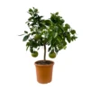 Grapefruitbaum, Kurz-Stamm, Topf-Ø 26 Cm 1 Grapefruitbaum, Kurz-Stamm, Topf-Ø 26 Cm -Garten Saat Verkäufe 0630500011 Citrus paradisi Stamm T26 5 104345