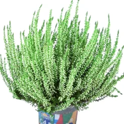 Knospenheide 'Picasso' Gefärbt, Farben Zufällig, Topf-Ø 12 Cm, 6er-Set 26 Knospenheide 'Picasso' Gefärbt, Farben Zufällig, Topf-Ø 12 Cm, 6er-Set -Garten Saat Verkäufe 0650100303 Calluna vulgaris T12 gruen gefaerbt Picasso 45096